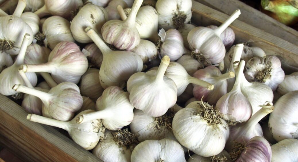 Часник пролежить хоч вічність, але навіть не почне гнити: хитрість, яку у спадок отримала від мами чоловіка 