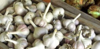 Як правильно зберігати часник взимку