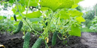 Городник розповів про лінивий метод догляду за огірками