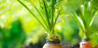 Чи потрібно проривати моркву