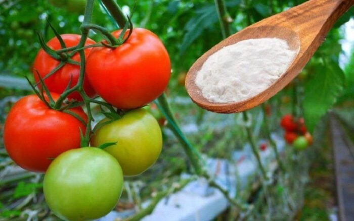 Найкраще добриво для помідорів на городі, яке покращує їхній ріст і робить врожай набагато смачнішим
