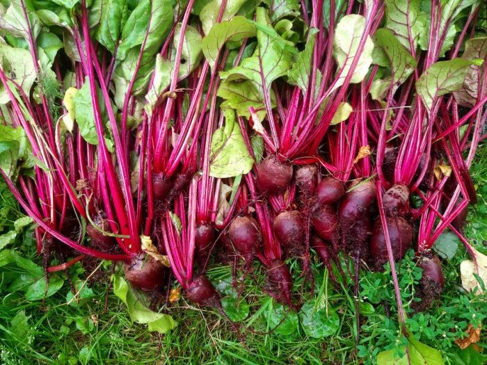 Досвідчені городники розповіли, який сорт буряка найкраще обрати для домашнього вирощування на ділянці