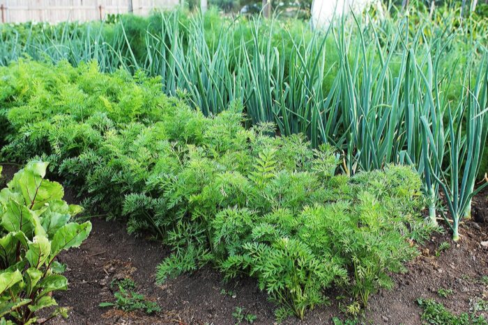 Городники порадили найкращий спосіб вирощування кропу на своїй ділянці для соковитої зелені
