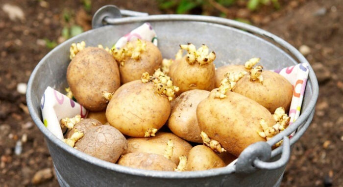 Чому у мене картоплі завжди багато і бульби величезні: секрет кремезного врожаю головного овочу всіх городів 