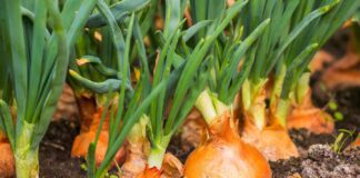 Садівники розповіли, які добрива не підходять для цибулі