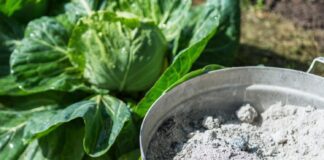 Експерти розповіли, які городні поради нашкодять врожаю