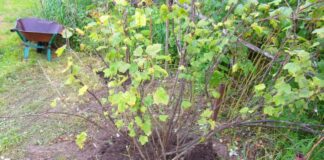 Садівники розповіли, чим підживити смородину наприкінці травня