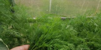 Швидкий спосіб виростити зелень у відкритому ґрунті: поради від господинь