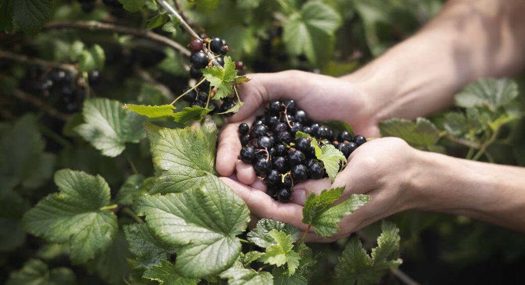 Як тільки у смородини розпустилися перші листочки, проводжу 2 обробки: для здорових кущів і крупних ягід 