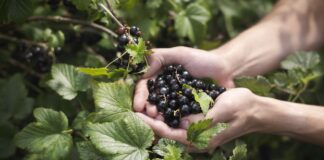 Правильний догляд за смородиною навесні