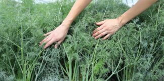 Чи можливо виростити зелень без парасольок – відповідь городника