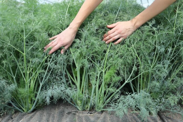 Чи можливо виростити зелень без парасольок – відповідь городника