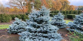 Як виростити ялинку на ділянці