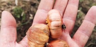 Як правильно пророщувати гладіолуси