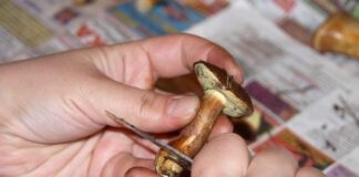 Як очистити гриби від плівки