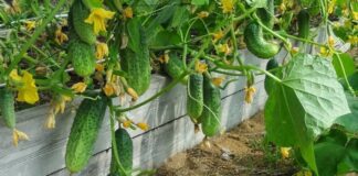 Експерти назвали найкращий сорт огірків для посадки 
