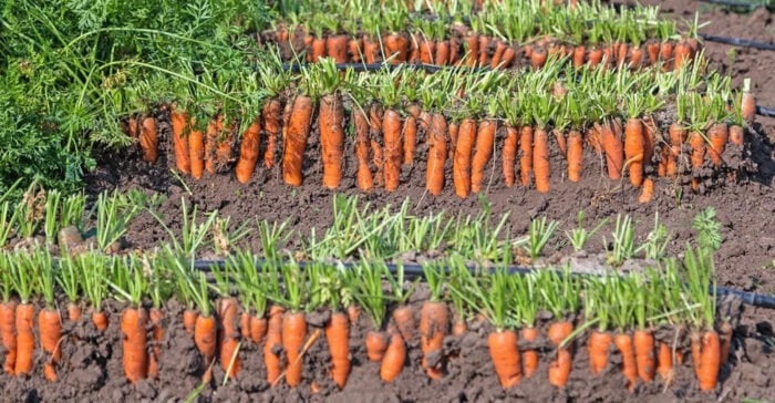 Експерти назвали овочеві культури, які найскладніше виростити на своєму городі – поради досвідчених дачників