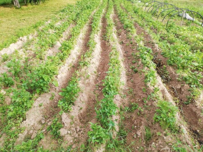 Експерти назвали найпростіші та найдієвіші способи посадки картоплі у відкритий ґрунт навесні