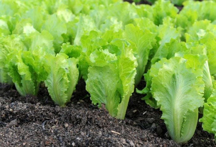 Експерти назвали овочеві культури, які найскладніше виростити на своєму городі – поради досвідчених дачників