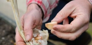 Навіщо обпалювати часник