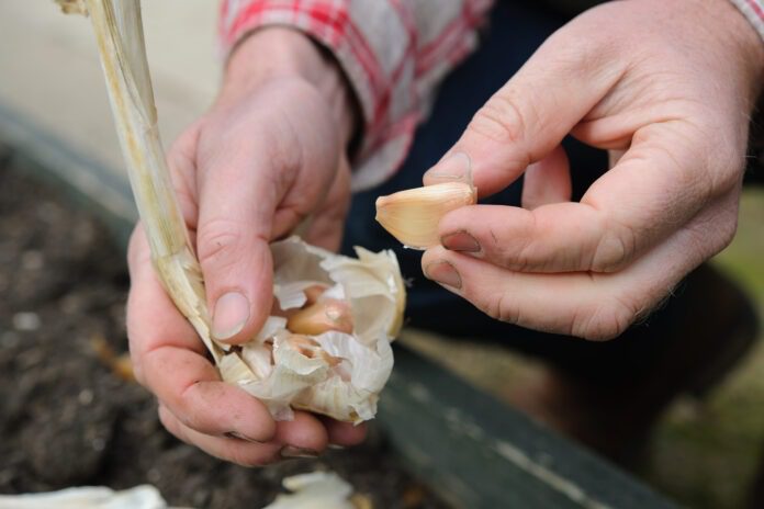 Навіщо обпалювати часник