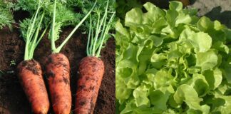 Чому не варто вирощувати салат і моркву