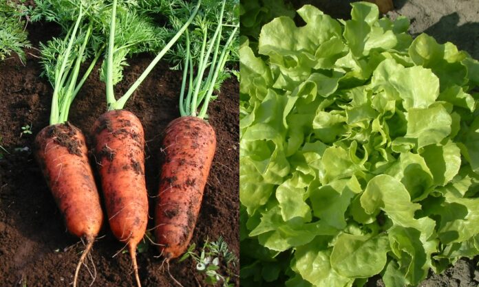 Чому не варто вирощувати салат і моркву