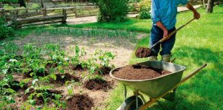 Що посіяти в червні на городі, щоб отримати багатий врожай 