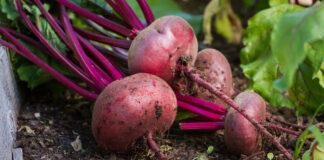 Які сорти буряку треба садити на городі: поради для городників 