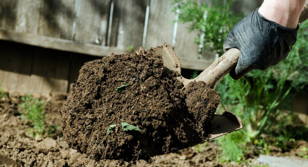 1 ложка на відро води і земля після картоплі стане знову як свіженький чорнозем: обходжуся без сидератів 