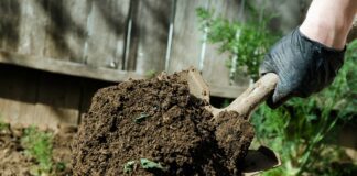 Найкраще добриво для картоплі