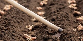 Як виростити картоплю з розсади