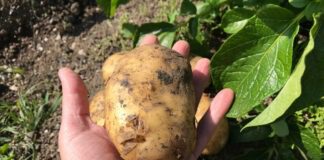 Городники назвали найкращий сорт картоплі: поради від досвідчених 