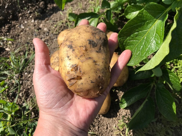 Городники назвали найкращий сорт картоплі: поради від досвідчених 