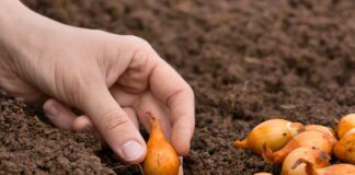 Городники розповіли, як правильно садити цибулю сіянку у жовтні 