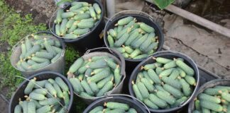 Як виростити огірки з насіння