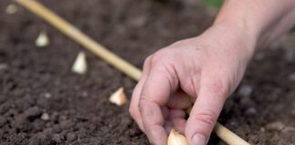 Як правильно сіяти цибулю