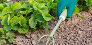 Чого не варто робити з полуницею навесні