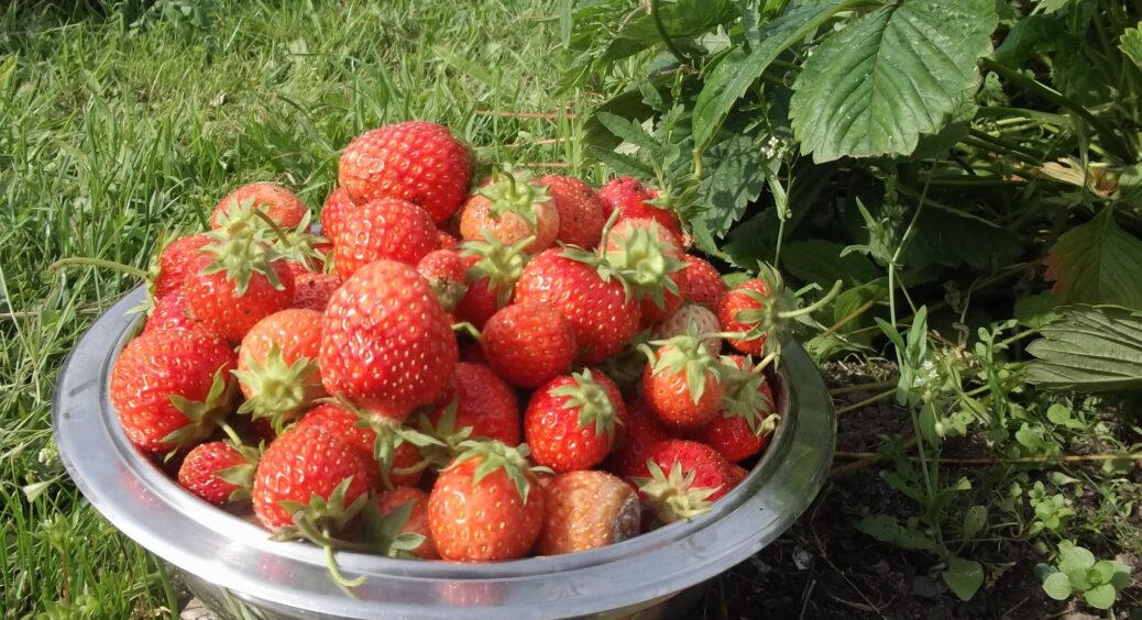 Полуничне варення-п’ятихвилинка та інші способи запасти ягоду на зиму: буде соковитою навіть через пів року 