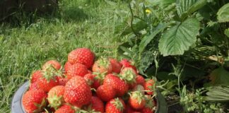 Садівник поділився найкориснішими способами заготівлі полуниці на зиму