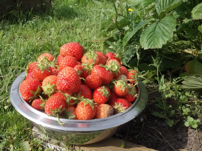 Експерти розповіли про роботу на городі, яка не принесе користі вашій полуниці і вкраде врожай
