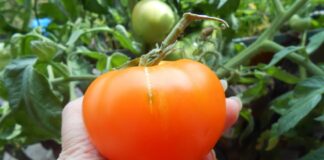 Експерти порадили, як побороти фітофтороз на городі