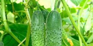 Експерти назвали найродючіший сорт огірків у 2024: до 8 кг з куща