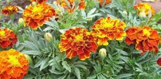 Дачники поділились рецептом добрива з чорнобривців 