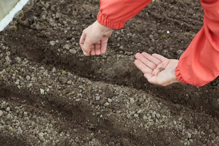 Як правильно посіяти моркву у відкритий ґрунт, щоб вона дала максимальний врожай без клопоту