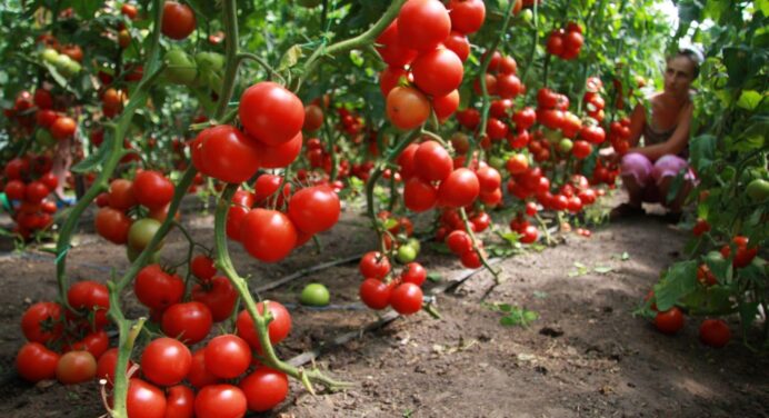 Ці томати найчастіше запитують у магазинах: 5 солодких, стійких і невибагливих сортів-гібридів на сезон 2024 