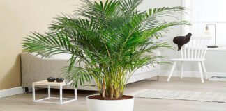 Які рослини краще не ставити у своїй спальні 