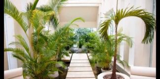 Перелік кімнатних пальм, які перетворять квартиру в тропіки