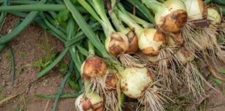 Дачники розповіли, чим не можна поливати цибулю 