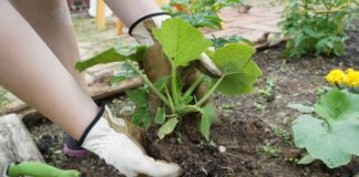 Які овочі найважче вирощувати